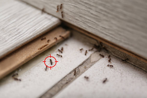 Best Pest Inspection Near Me  in Hanceville, AL