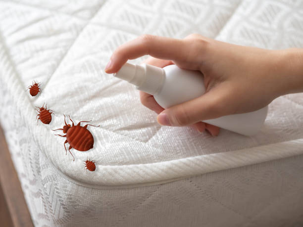Best Termite Control Services  in Hanceville, AL