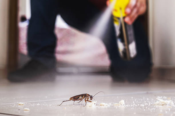 Best Local Pest Control Services  in Hanceville, AL
