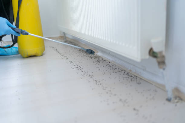 Best Termite Control Services  in Hanceville, AL