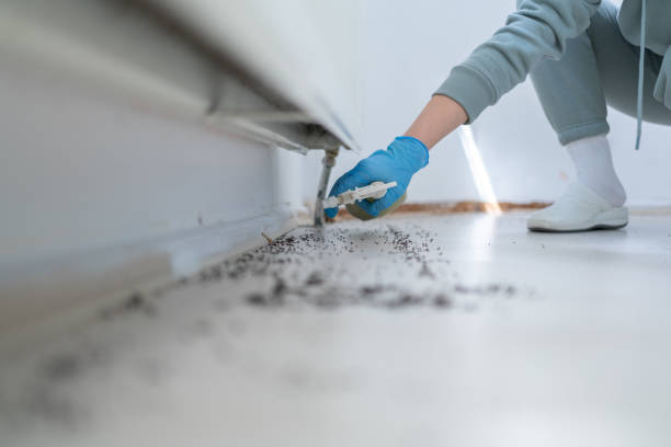 Best Flea Control Services  in Hanceville, AL